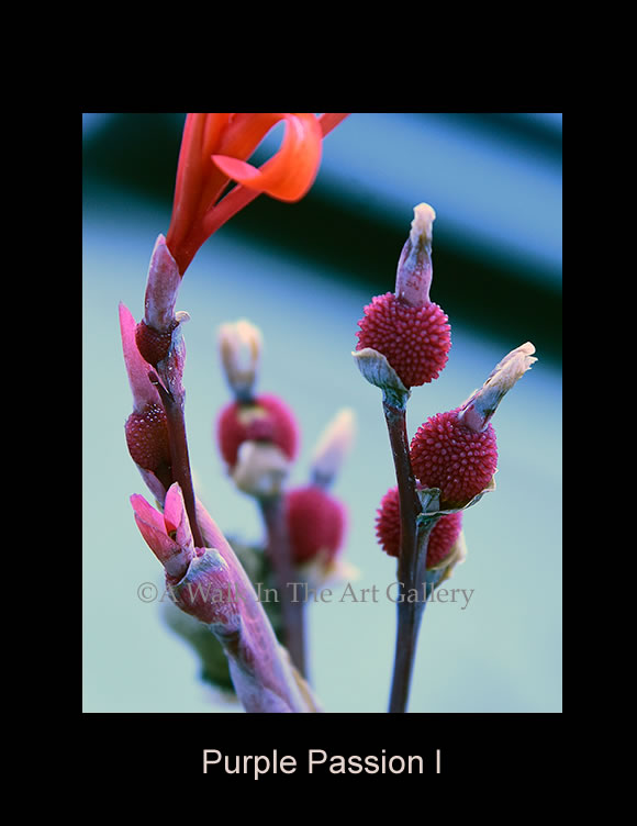 Purple Passion I